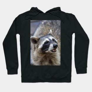 Beautiful Raccoon Print Hoodie